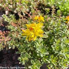 Image result for Sedum ruwenzoriense