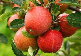 Discover our huge online selection of plants. Apple Tree Planting Pruning Varieties Care And Diseases