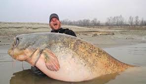 Näytä lisää sivusta wels news facebookissa. Monster Catfish Landed After Fisherman Cuts Line In Madcap Battle Is It A Record For The Win
