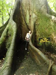 Image result for Ceiba