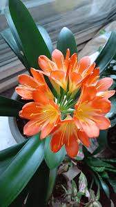 Image result for Clivia miniata