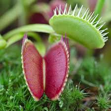Check spelling or type a new query. Venus Fly Trap Plant Dionaea Muscipula Look Again