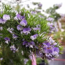 Image result for Psoralea arborea