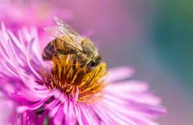 To plant flowers that attract honey bees, choose colorful flowers that have single rows of petals. 13 Best Flowers For Attracting Pollinators To The Garden Gardener S Path