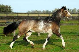 pin on horses sabino