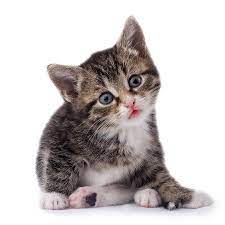 Black White Cat Png Png Image Crazy Cats Cats Cute Cats