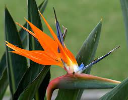 Bird Of Paradise Plant Google Search Birds Of Paradise Flower Birds Of Paradise Birds Of Paradise Plant