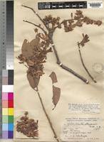 Image result for Monotes engleri