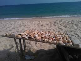 Praia da conchas na ilha deserta em faro algarve. Ilha Deserta Faro Picture Of Algarve Portugal Tripadvisor