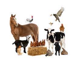 In western countries the category encompasses primarily cattle, sheep, pigs, goats, horses, donkeys, and mules; Livestock Definition And Meaning Collins English Dictionary