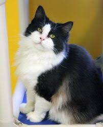 These huggable cats possess almost all of a stuffed toy's characteristics that the whole world ragamuffins started getting recognized by various cat organizations such as the united feline organization, the us rounding out the patterns are tortoiseshell, white, tabby, solid and mink. Adopt Chrissa Adopted On Petfinder Ragdoll Cat Breed Ragdoll Cat Cat And Dog Memes