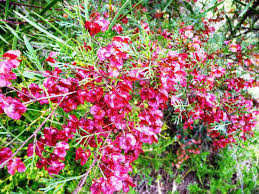 Maybe you would like to learn more about one of these? New England Gardening Native Plants Bear Eye Catching Fruit The Armidale Express Armidale Nsw