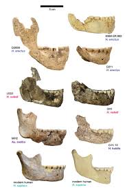 Homo naledi appears to have lived near the same time as early ancestors of modern humans. John Hawks On Twitter A Human Jawbone Has A Chin That S New In Our Evolution Our Extinct Relatives Have Jawbones That Slope At The Midline Not Stick Out But They Vary Here