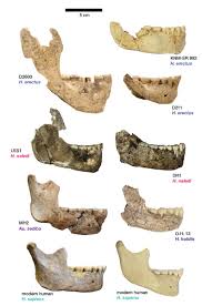 For the two extended investigations of the chamber in 2013 and 2014, dr. John Hawks On Twitter A Human Jawbone Has A Chin That S New In Our Evolution Our Extinct Relatives Have Jawbones That Slope At The Midline Not Stick Out But They Vary Here
