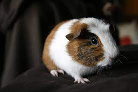 Guinea Pig Life Span How Long Do Guinea Pigs Live