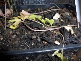 Image result for tomato seedling damping off