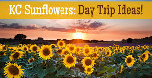 Enter last name followed by a comma, a space then first name. Kansas City Sunflower Fields Farms In Bloom To Visit Open Aug To Sept