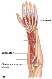 The antibrachial or forearm muscles may be divided into a volar and a dorsal group. Muscles Of The Forearm