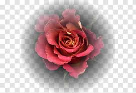 Check spelling or type a new query. Photography Image Graffiti Drawing Watercolor Painting Plant Beauty And The Beast Silhouette Rose Gold Transparent Png