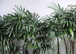 Check spelling or type a new query. Lady Palm Indoor Plant Care Growing Guide