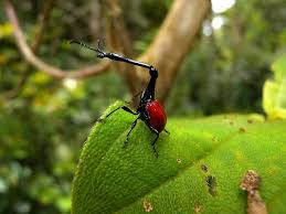 giraffe weevil andasibe madagascar rare animals weevils very rare animals
