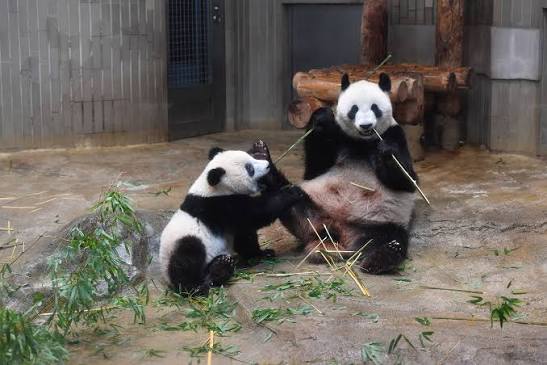 成都から本日出発し、アトランタ動物園へ——。ジャイアントパンダのオス「平平」とメス「福双」が、10年間の海外滞在生活をスタートさせる。 出発前の健康診断では両頭とも健康状態は良好で、米国側はベテラン飼育員と獣医専門家を派遣して同乗・護送した。機内には窩窩頭  ...