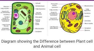 You have 0.001 times as much dna as a eukaryotic cell. How Is A Plant Cell Like An Animal Cell How Is A Plant Cell Different From An Animal Cell Brainly In