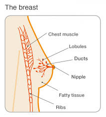 Breast cancer arises in the lining cells (epithelium) of the ducts (85%) or lobules (15%) in the glandular tissue of the breast. Dcis Ductal Carcinoma In Situ Explained Breast Cancer Now