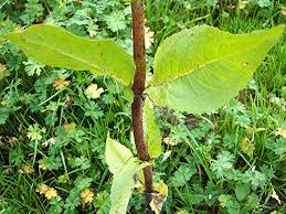 Image result for Guizotia