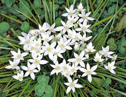 Image result for Asparagaceae