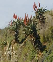 Image result for Aloe ballii