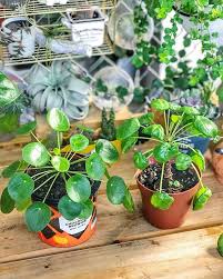Benda yang bisa menyebabkan dermatitis kontak di area ini misalnya karet celana. Pilea Peperomioides Salah Satu Tanaman Hias Paling Favorite Di Kalangan Pencinta Tanaman Easy House Plants Plants House Plants