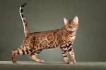 Hypoallergenic Bengal Cats - Lap Leopard Bengals