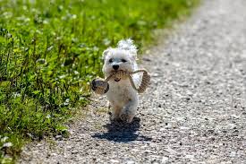 Teacup Maltese Complete Breed Profile Size Temperament And More Perfect Dog Breeds