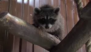 يُعدّ الراكون حيوانًا ذا فراء سميك يغطيهِ من رأسهِ وحتى ذيلهِ، ويكون ذلك على شكل حلقات باللون البني أو الرمادي، ويمتلك خمسة أصابع في كل طرف من أطرافهِ الأمامية والخلفية، وقد يبلغ وزن حيوان الراكون ما. Ù…ÙˆØ´ÙƒØ§ ÙˆØ¨Ø±ÙˆØ´ÙƒØ§ Ø±Ø§ÙƒÙˆÙ† ÙˆØ¬Ø±Ùˆ ØµØ¯ÙŠÙ‚Ø§Ù† ÙŠØªØ´Ø§Ø±ÙƒØ§Ù† Ø§Ù„Ø·Ø¹Ø§Ù… ÙˆØ§Ù„ØªØ³Ù„Ù‚