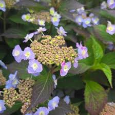 Image result for Myrica serrata