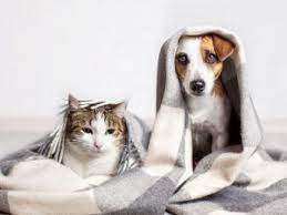 If you find yourself in a bind over vet bills, one option is carecredit.com. Care Credit For Pets The Credit Card For Your Pet S Health