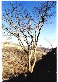 Image result for Kirkia