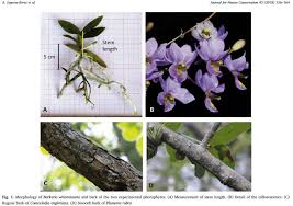 Image result for Justicia engleriana