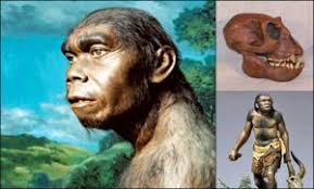 Maybe you would like to learn more about one of these? 4 Manusia Purba Sangiran Dan Ciri Cirinya Sejarah Lengkap