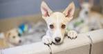 Dog Adoption | Petfinder