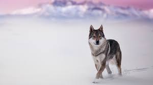 Follow the vibe and change your wallpaper every day! Wildlife Wolf Hd Laptop Wallpaper Themes10 Win
