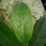 Image result for Leptaulus