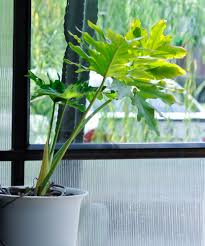 Image result for Thaumatophyllum bipinnatifidum