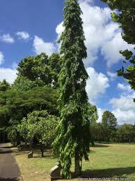 Image result for Monoon longifolium