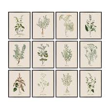 Kitchen Herbs Printables Set Of 12 Vintage Culinary Herb Illustrations Botanical Wall Art Prints Instant Download