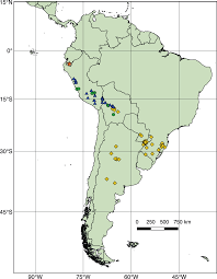 Image result for Cheilanthes schimperi