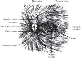 Image result for Retinal Anatomy