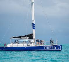 Image result for Selago barabei