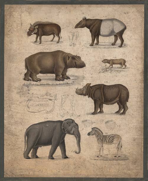 Wild boar, tapir, hippopotamus, wild dog, rhinoceros, elephant, and zebra - Artvee